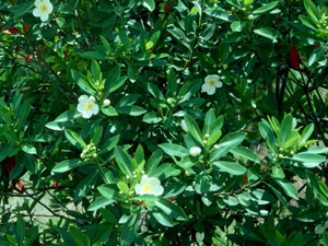 Loblolly Bay flowers and foliage